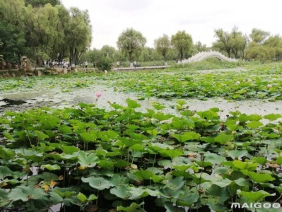 乌鲁木齐哈尔滨太阳岛旅游景点推荐，你去过几个？